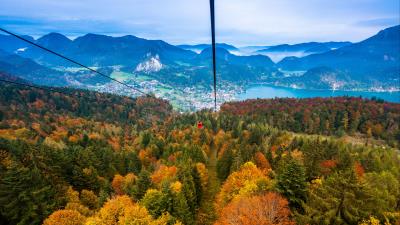 Cable car view from above trees 4k wallpaper