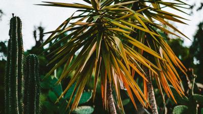 Cacti palm plants 4k wallpaper