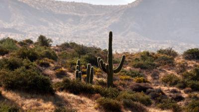 Cactus bushes prairie 4k wallpaper