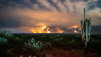Cactus bushes starry sky 4k wallpaper
