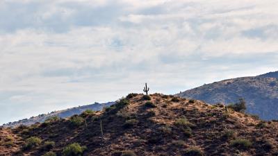 Cactus hill plants 4k wallpaper