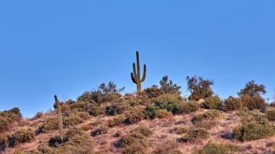 Cactus prairie bushes 4k wallpaper