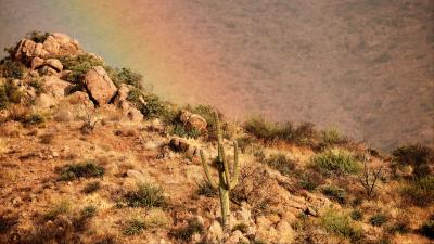 Cactus slope stones 4k wallpaper
