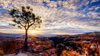 Canyon tree rays 4k wallpaper