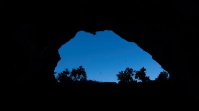 Cave bushes bird 4k wallpaper