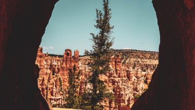 Cave tree canyon 4k wallpaper