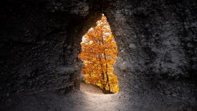 Cave trees yellow 4k wallpaper