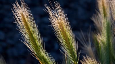 Cereals plant light 4k wallpaper