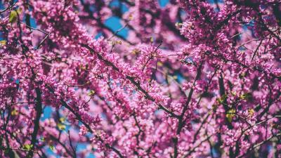 Cherry tree flowers flowering spring wallpaper 4k wallpaper