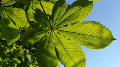 Chestnut leaves tree 4k wallpaper