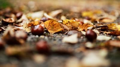 Chestnuts leaves autumn 4k wallpaper