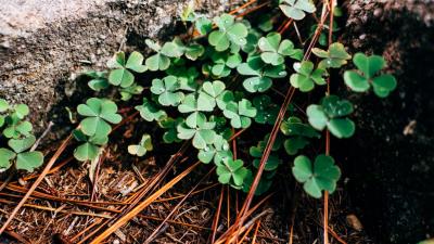 Clover leaves branches 4k wallpaper