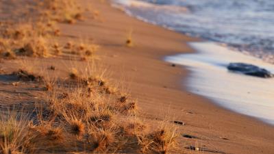 Coast beach grasses 4k wallpaper