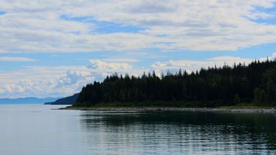 Coast forest trees 4k wallpaper