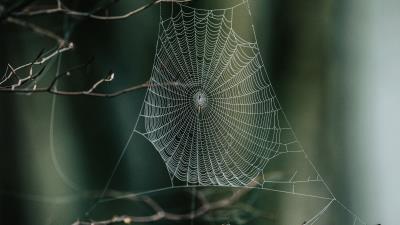 Cobweb branches macro 4k wallpaper