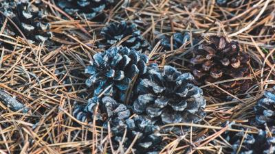 Cone needles macro 4k wallpaper