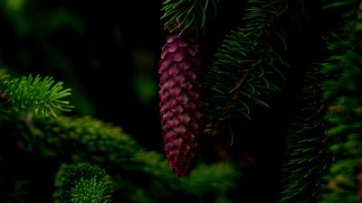 Cone tree branch needles 4k wallpaper