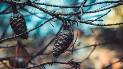Cones branches needles 4k wallpaper