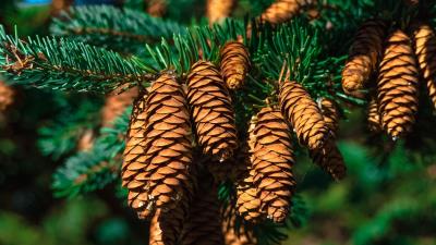Cones fir branch 4k wallpaper