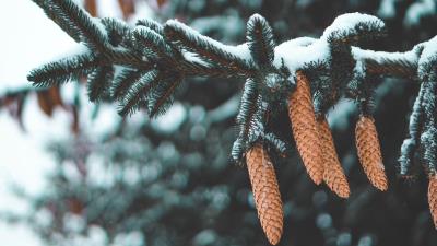 Cones fir needles 4k wallpaper