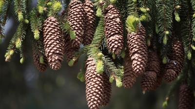 Cones fir pine needles thorns twigs 4k wallpaper