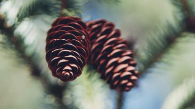 Cones needles macro 4k wallpaper