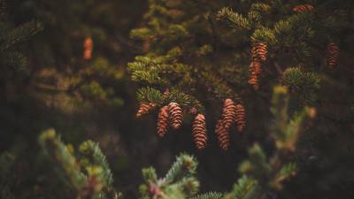 Cones pine needles 4k wallpaper