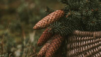 Cones spruce branches 4k wallpaper