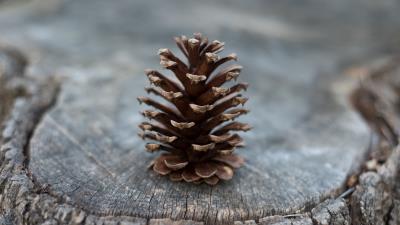 Cones stump tree 4k wallpaper