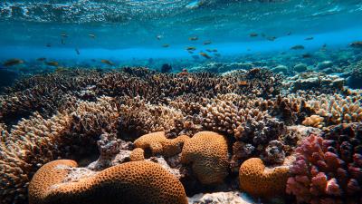 Corals algae underwater world 4k wallpaper