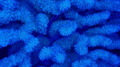 Corals blue underwater 4k wallpaper