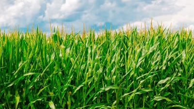 Corn field summer 4k wallpaper