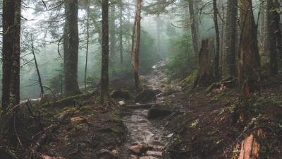 Creek trees hill branches 4k wallpaper