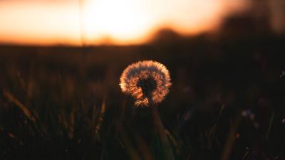 Dandelion plant fluff picture 4k wallpaper