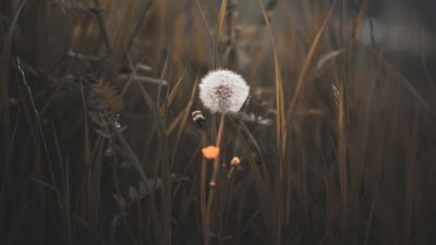 Dandelion plant fluff 4k wallpaper