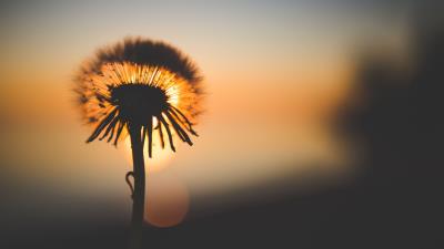 Dandelion sunset silhouette 4k wallpaper