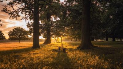 Dawn forest bench trees grass 4k wallpaper