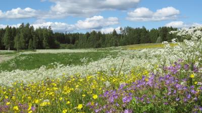 4K Wallpaper Buttercups Yarrow Flowers Field 4k wallpaper
