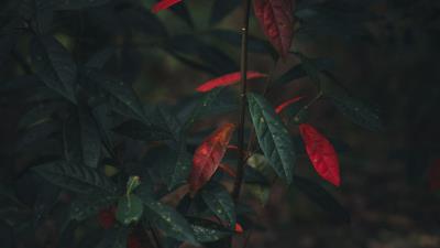 Bush branch leaves 4k wallpaper