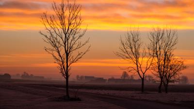 Dawn trees fog 4k wallpaper