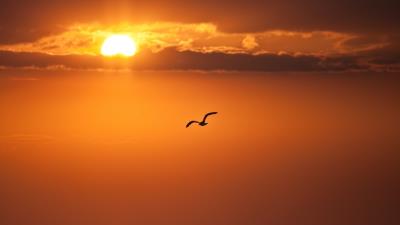 Decline orange sun disk bird flight freedom 4k wallpaper
