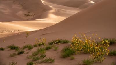 Desert sand flowers 4k wallpaper