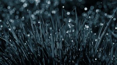 Dew drops on grass pic 4k wallpaper