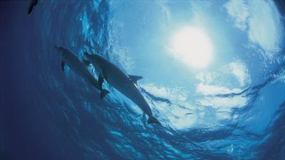 Dolphins bottom ocea 4k wallpaper
