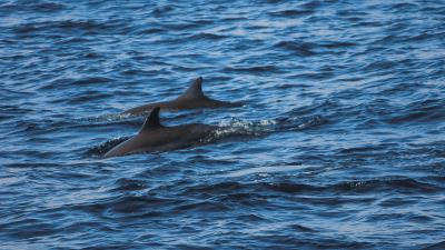 Dolphins sea waves 4k wallpaper