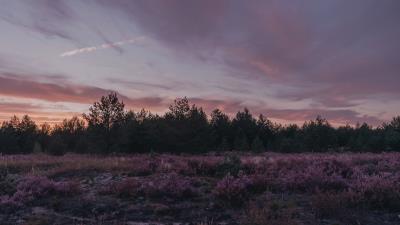 Dusk trees bushes 4k wallpaper