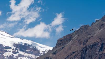 Eagle bird rock 4k wallpaper