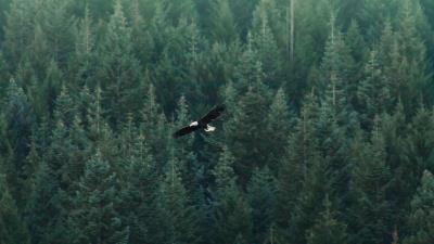 Eagle flight forest 4k wallpaper