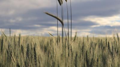 Ears field grass image 4k wallpaper