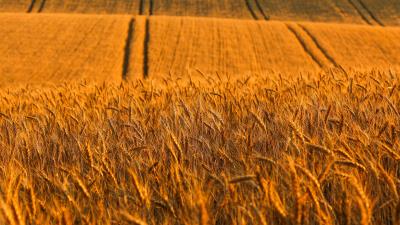 Ears field road 4k wallpaper